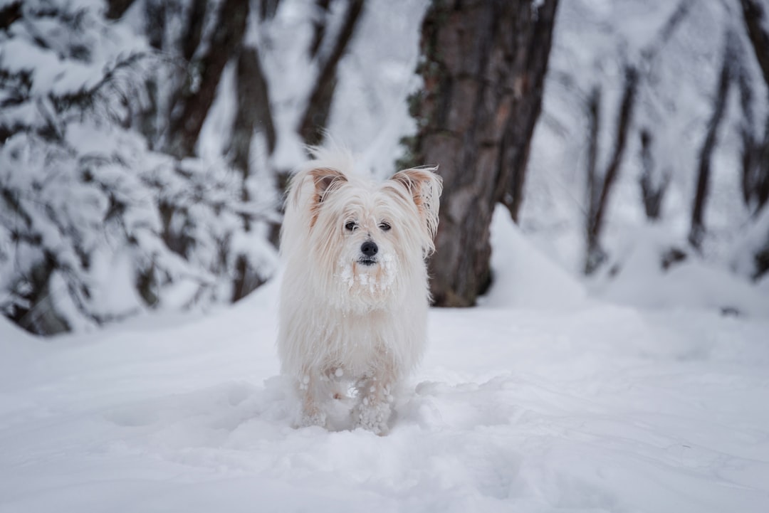 Photo Dog, Red