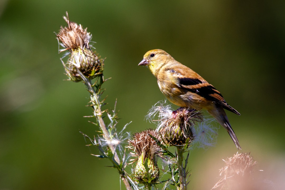 Photo Community garden