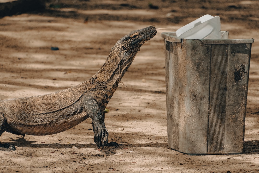 Photo Reptile habitat